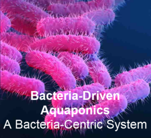 3 Ways to Grow Aquaponics Without Fish