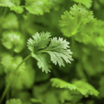 Cilantro