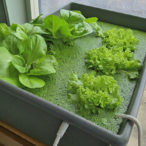 Duckweed-Based Aquaponics