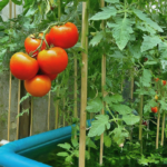 Tomatoes