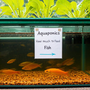 Aquaponics - How Much to Feed Fish