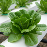 How to Grow Lettuce With Aquaponics