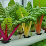 What Vegetables Can You Grow with Aquaponics