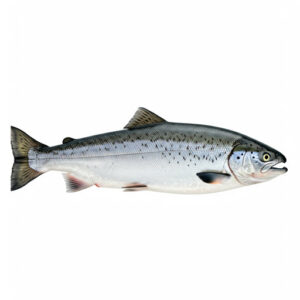 Salmon in Aquaponics