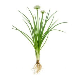 Chives Aquaponics - Garlic