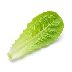 Boston Lettuce Leaf
