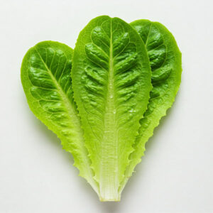 Romaine Lettuce Leaf