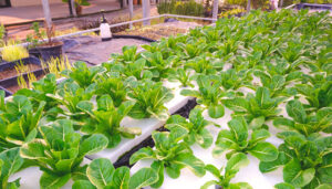 DIY Backyard Aquaponics