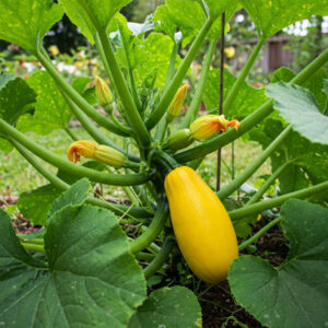 Growing Summer Squash Vertically