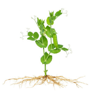 Growing Snow Peas in Aquaponics